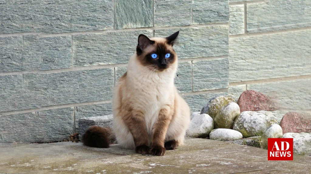 Cat breeds in india