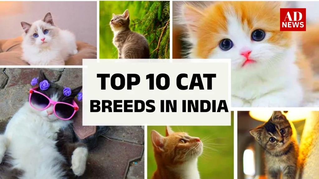 10 cat breeds in india