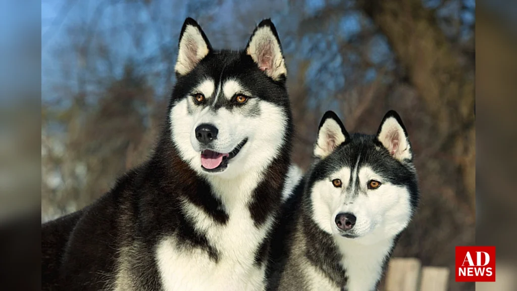 Husky in india