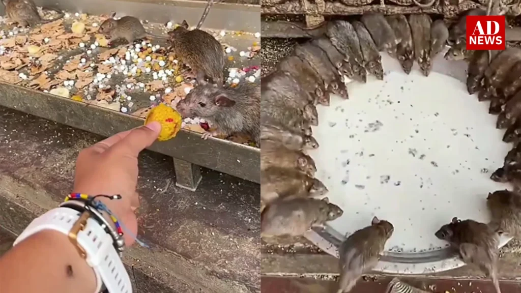 Karni mata mandir: जानिए करणी माता मंदिर की अद्भुत कहानी