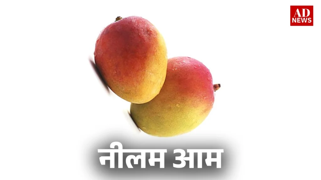 15 types of mangoes: भारत के खास आम जो आपको जरूर चखने चाहिए!