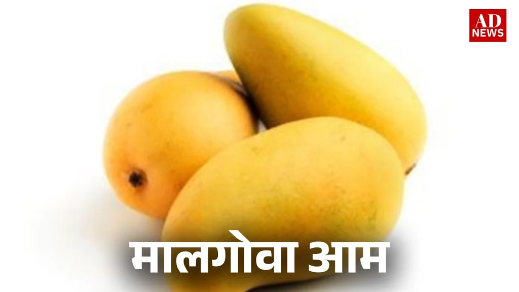 15 types of mangoes: भारत के खास आम जो आपको जरूर चखने चाहिए!