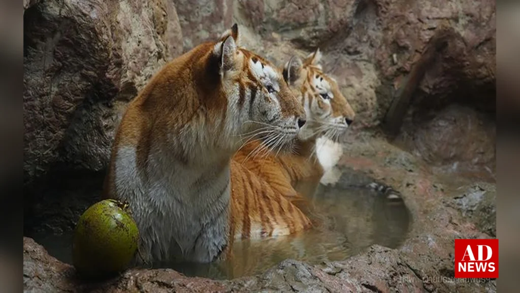 Eva and luna golden tiger: दुनिया की सबसे क्यूट बाघिन 'ईवा' और 'लूना'