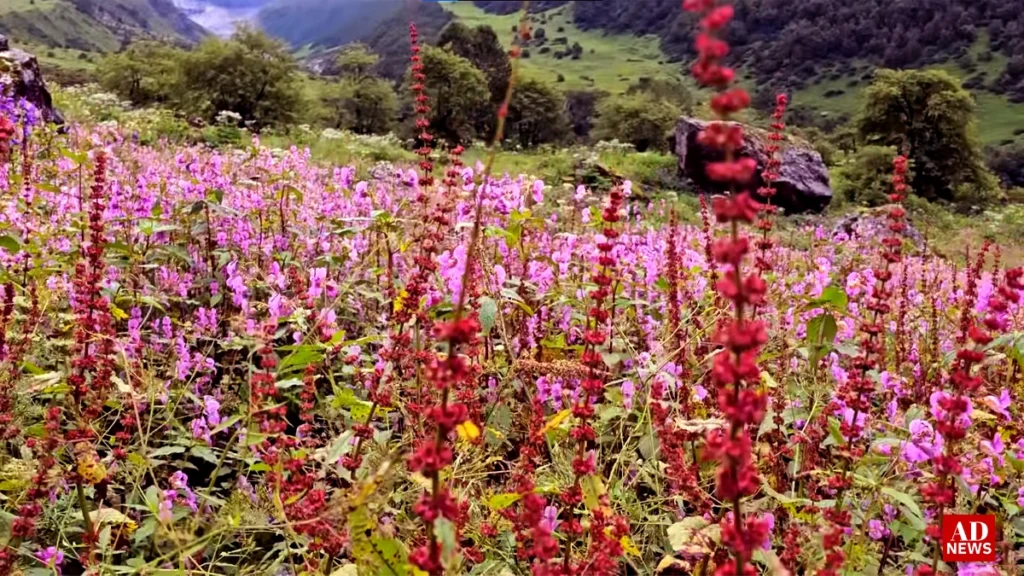 Valley of flowers: जहां रंगीन फूलों से बसी है धरती की जन्नत! 2024