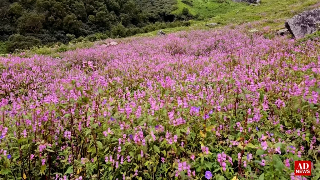 Valley of flowers: जहां रंगीन फूलों से बसी है धरती की जन्नत! 2024