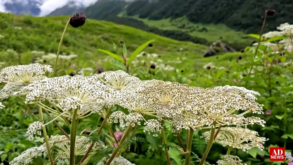 Valley of flowers: जहां रंगीन फूलों से बसी है धरती की जन्नत! 2024